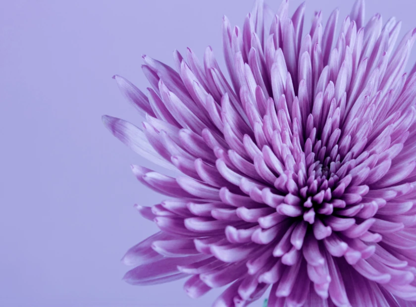 Celebrate International Women's Day 2024 with Pearsons Florist