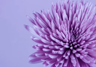 Celebrate International Women's Day 2024 with Pearsons Florist