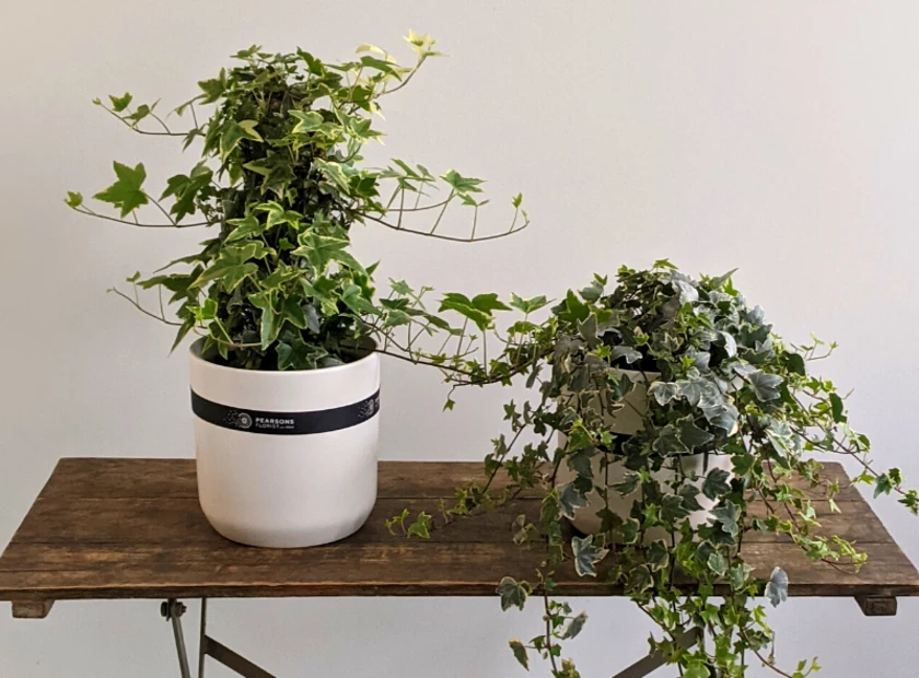 Ivy Plant Care