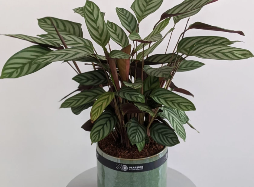 Never Never Plant Care Guide