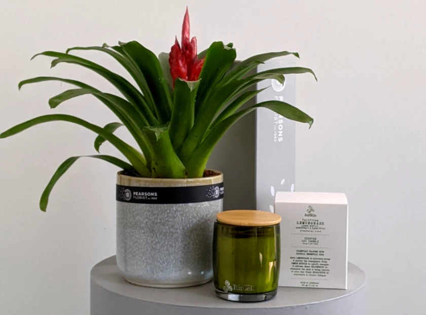Bromeliad Plant Care