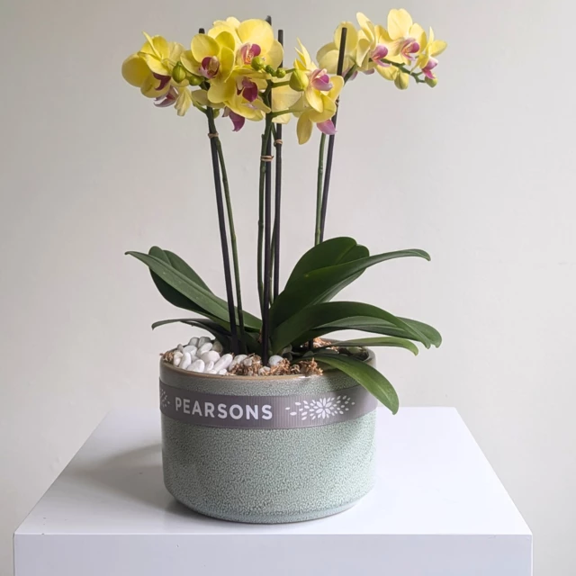 Orchid Bowl Yellow