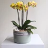 Orchid Bowl Yellow