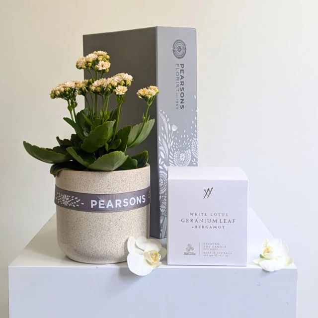 Serenity Plant Hamper