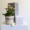 Serenity Plant Hamper