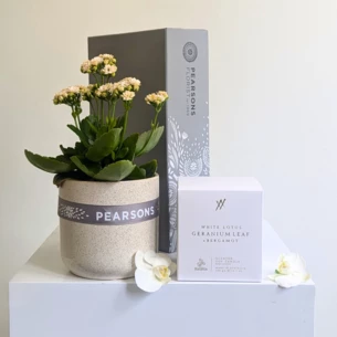 Serenity Plant Hamper