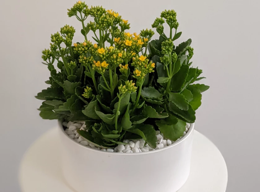 Kalanchoe