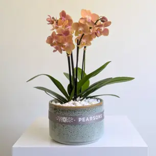 Orchid Bowl Yellow