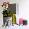 With Gratitude Plant Hamper