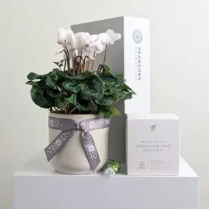 Serenity Plant Hamper