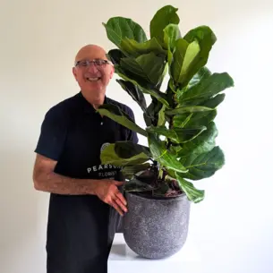 Medium Fiddle Leaf Fig in Pot