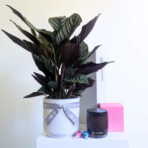 Calathea Gift Hamper