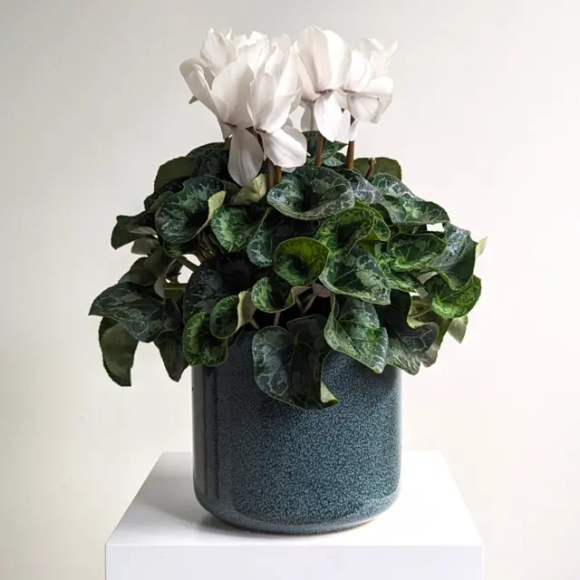 Large Cyclamen Plant