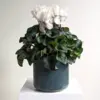 Large Cyclamen Plant