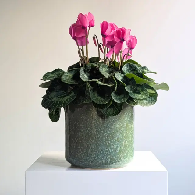 Large Cyclamen Plant