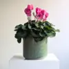 Large Cyclamen Plant