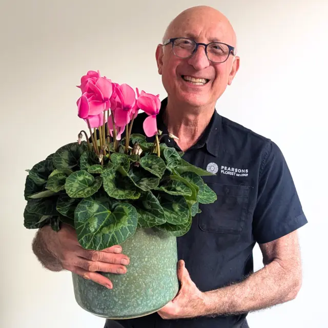 Large Cyclamen Plant