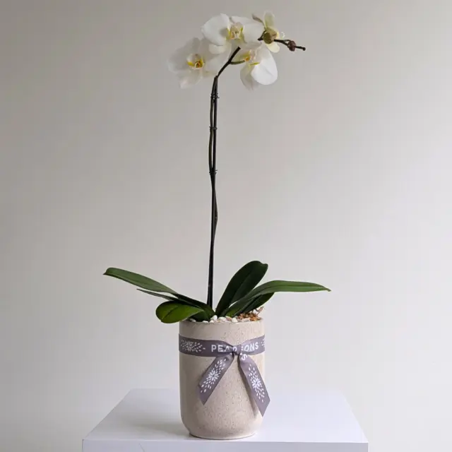 White Phalaenopsis Orchid Plant