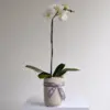 White Phalaenopsis Orchid Plant
