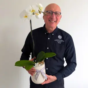 White Phalaenopsis Orchid Plant