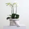 Orchid Bowl White
