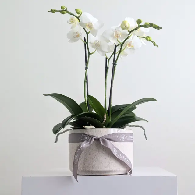 Orchid Bowl White