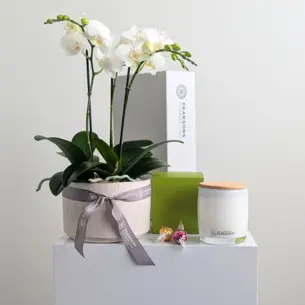 Spring Orchid Hamper