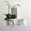 White Lotus Orchid Hamper