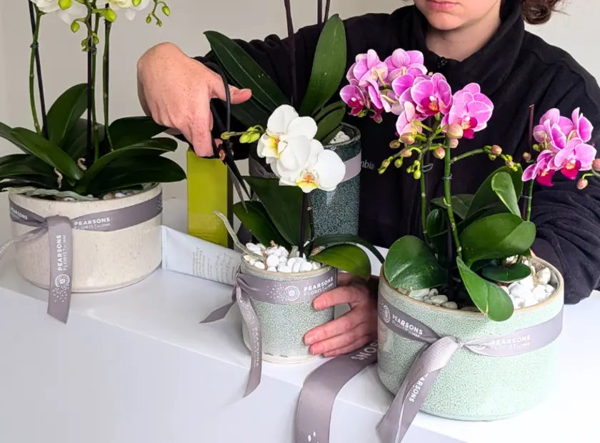 Phalaenopsis Orchid Care