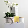 Wild Sage Orchid Hamper