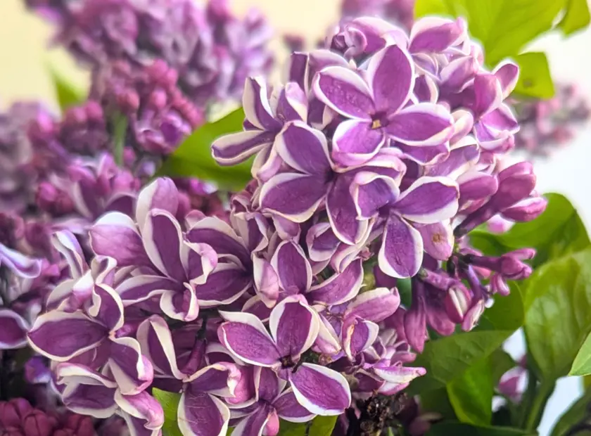 The Loveliness of Lilac: Perfect for Special Occasions