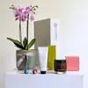 Gratitude Orchid Hamper