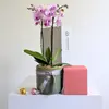 Orchid & Candle Pack