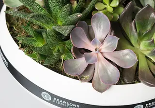 Green Gifts: How Plant Hampers Can Transform Your Home or Workspace