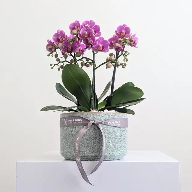 Orchid Bowl Pink