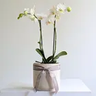 Mini White Orchid in Ceramic