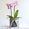 Mini Pink Orchid in Ceramic