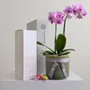 Orchid & Fragrance Diffuser Hamper