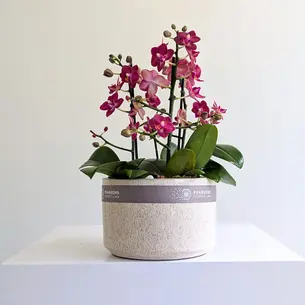 Orchid Bowl Red