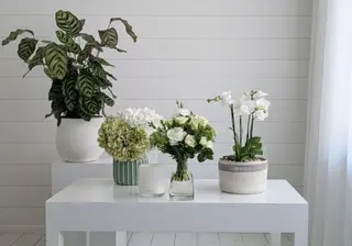 Colour of the Year 2026: White Flowers for Fresh Summer Vibes