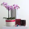 Honey Blossom Orchid Hamper