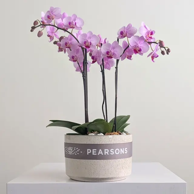 Orchid Bowl Pink