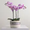 Orchid Bowl Pink