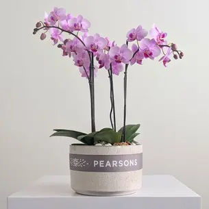 Orchid Bowl Pink