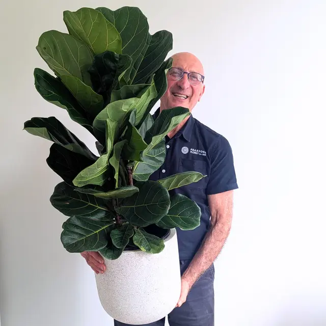 Medium Fiddle Leaf Fig in Pot