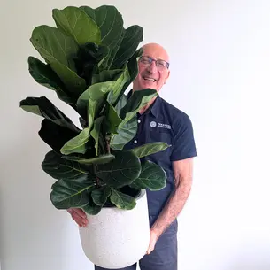Medium Fiddle Leaf Fig in Pot