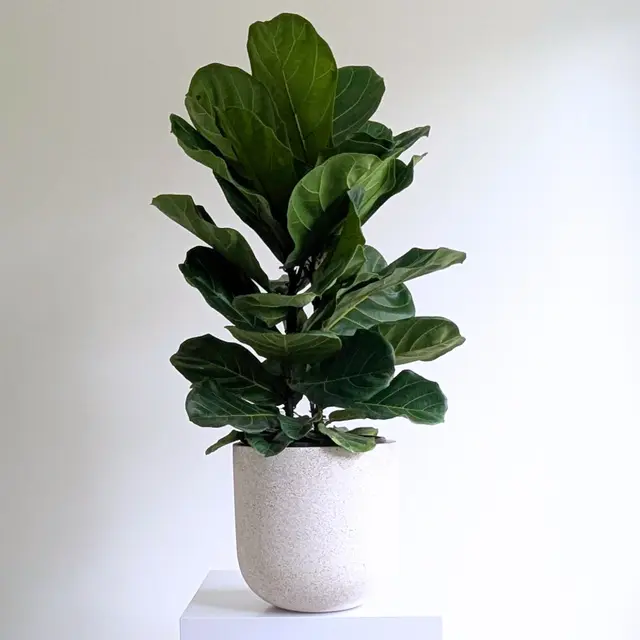 Medium Fiddle Leaf Fig in Pot