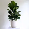 Medium Fiddle Leaf Fig in Pot