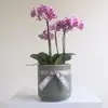Orchid Bowl Pink