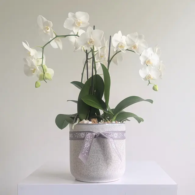 Orchid Bowl White